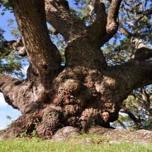 Famous Trees of Texas - In Their Footsteps